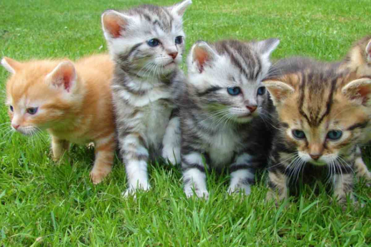 Gatti