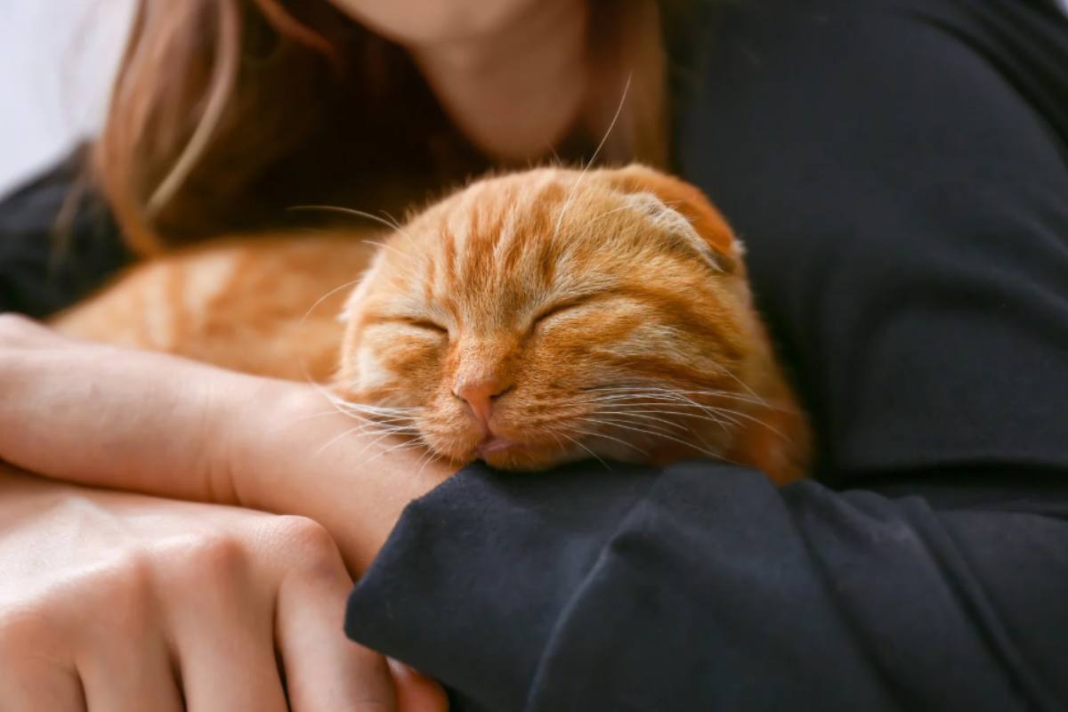 Gatti