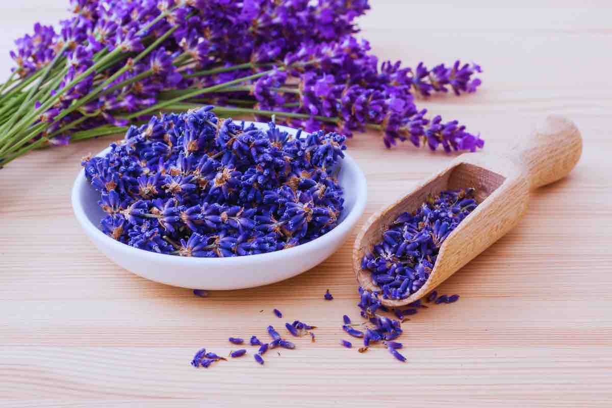 Lavanda