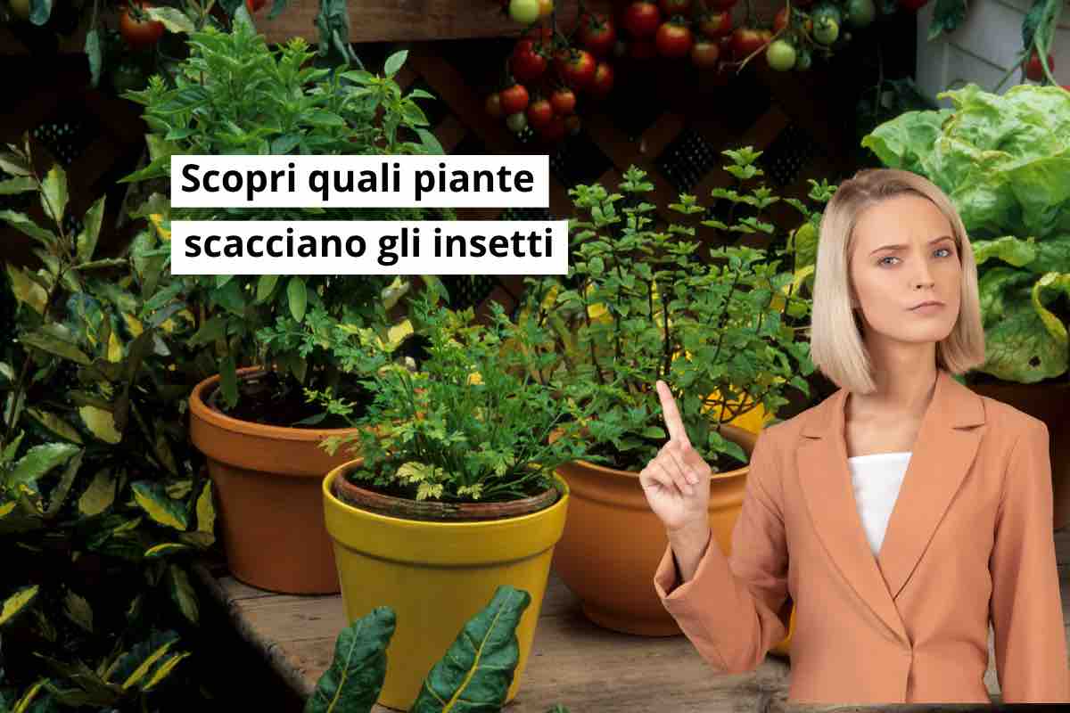 piante