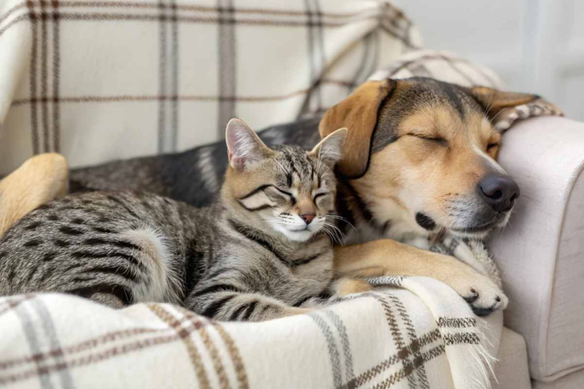 Cani e gatti