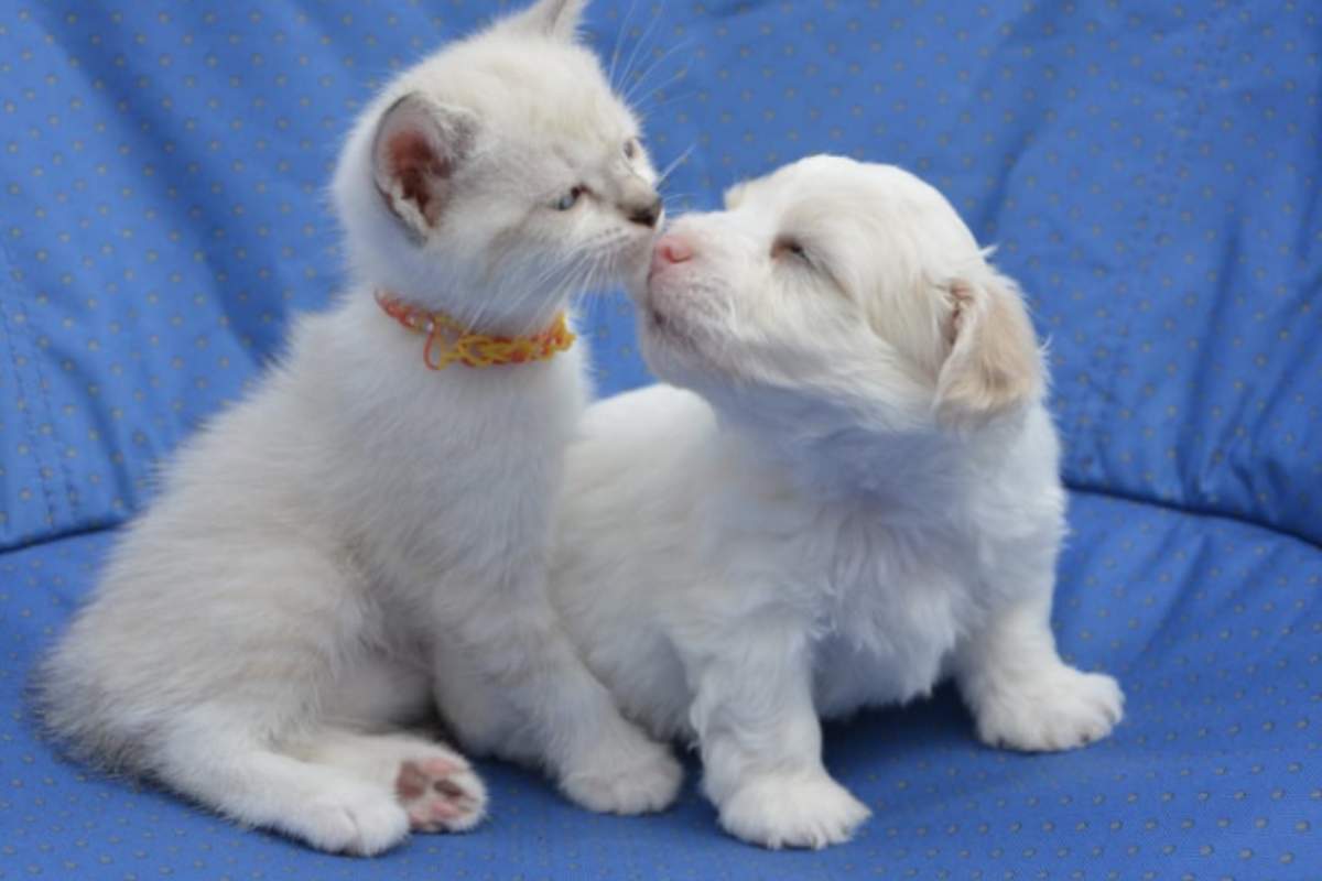 Cani e gatti