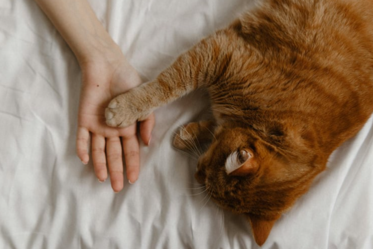 Animali
