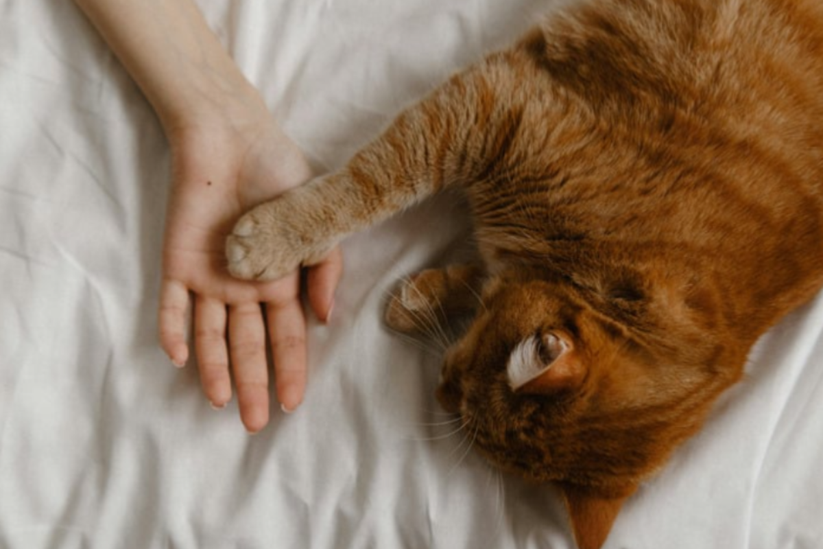 Gatti