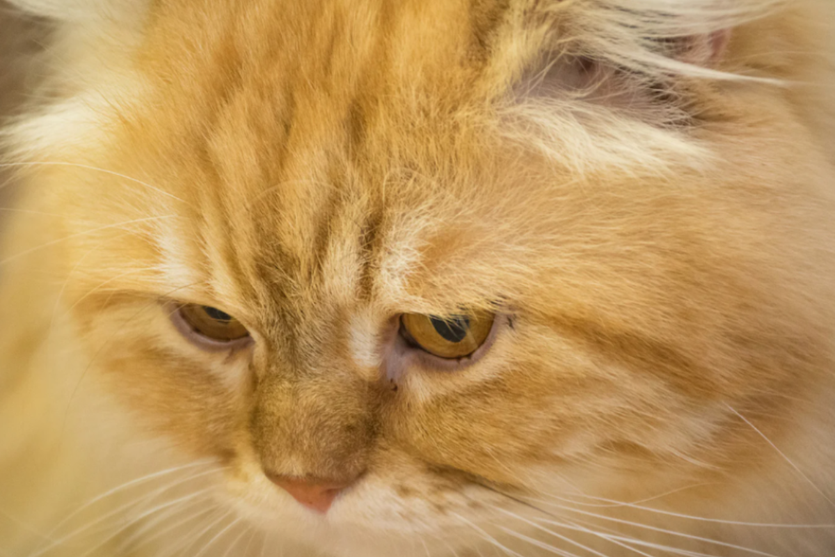 Gatti