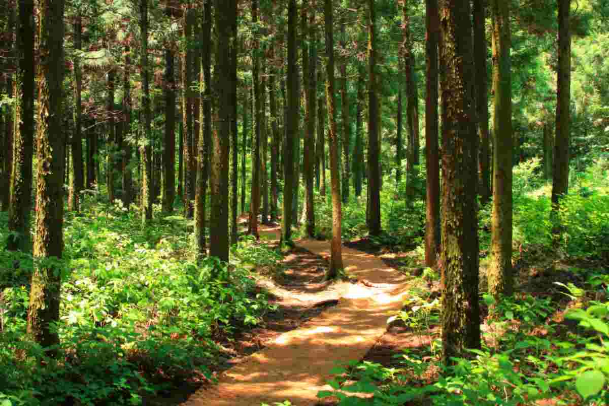 Test della Foresta
